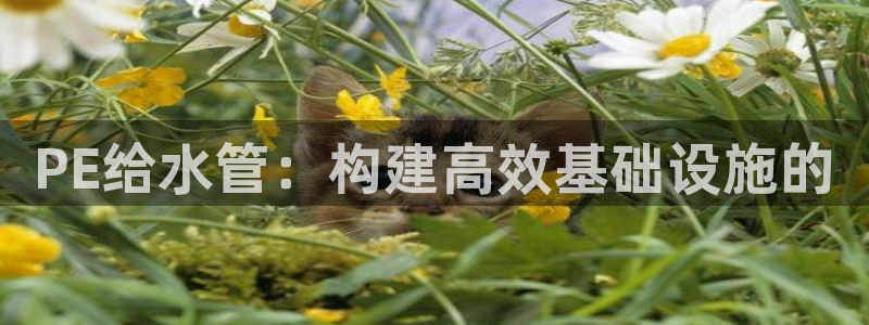 天辰宝宝娱乐